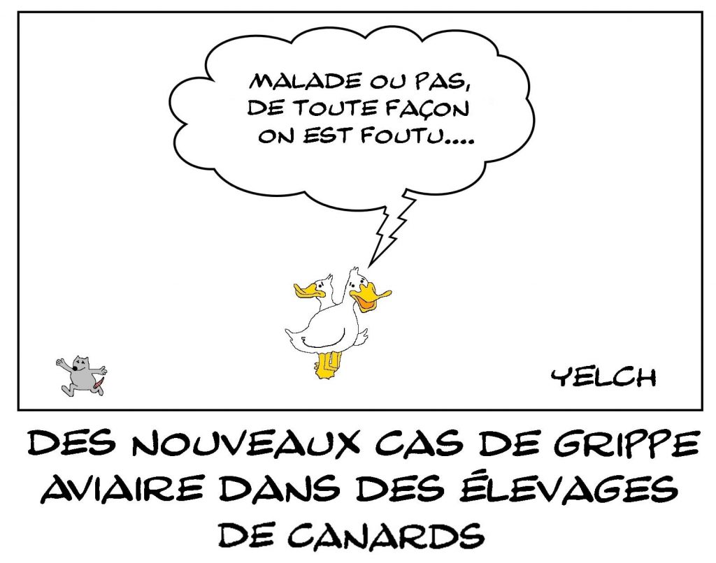 dessins humour élevage canards image drôle grippe aviaire
