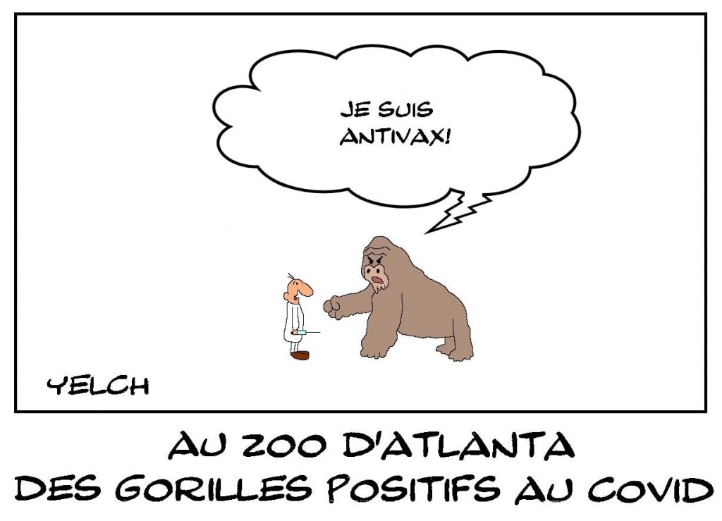 dessins humour coronavirus covid-19 image drôle gorilles positifs zoo Atlanta