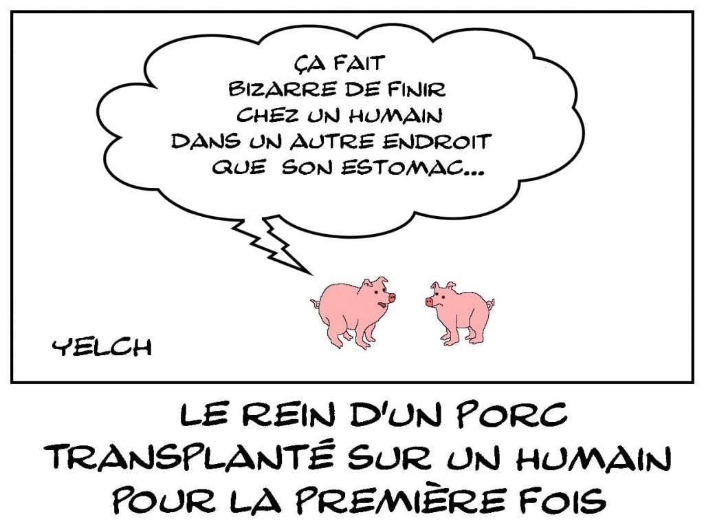 dessins humour transplantation image drôle rein porc