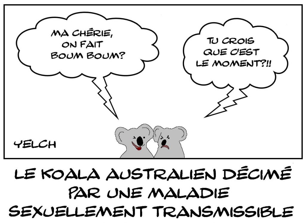 dessins humour koala australien image drôle maladie sexuellement transmissible