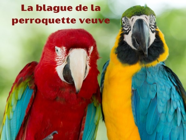 blague perroquet, blague sexe, blague hibou, blague sexualité, blague cage, blague perroquette, humour drôle