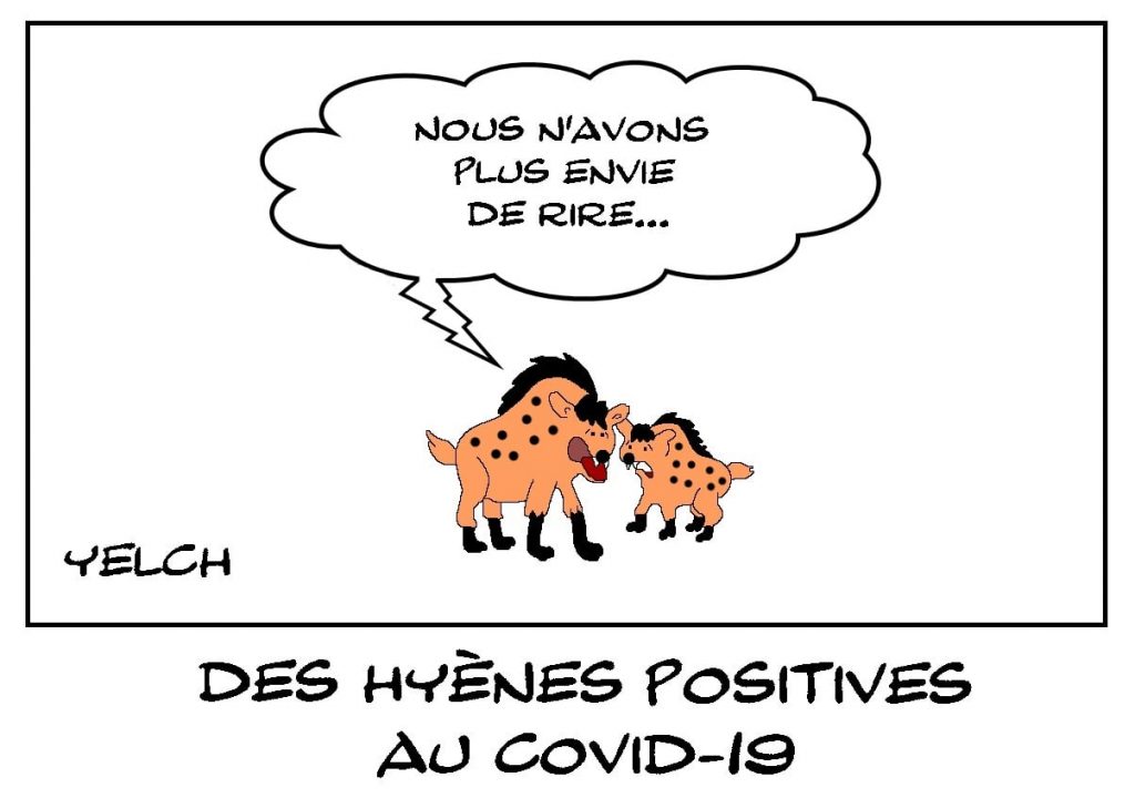 dessins humour coronavirus covid-19 image drôle hyènes positives