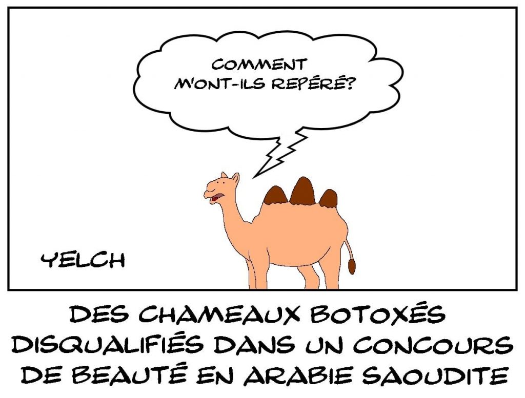 dessins humour chameaux botox Arabie Saoudite image drôle concours beauté