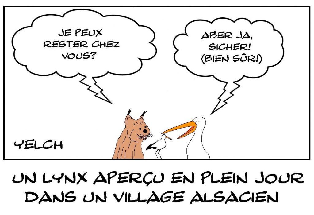 dessins humour lynx image drôle village alsacien