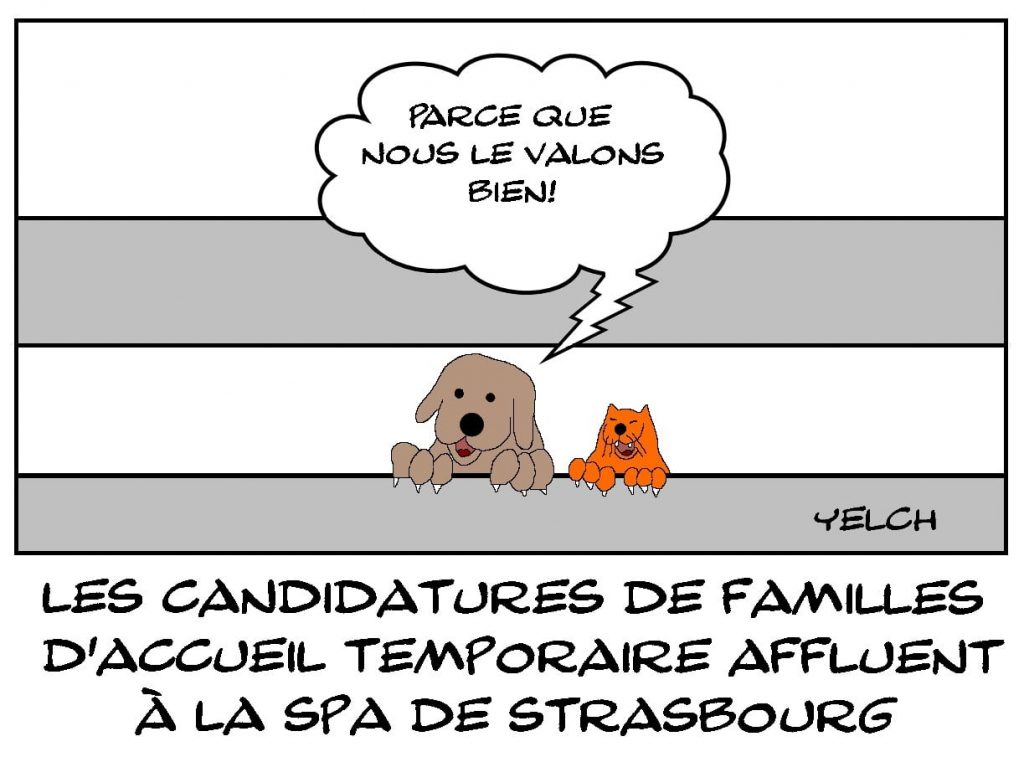 dessins humour SPA Strasbourg image drôle famille accueil temporaire