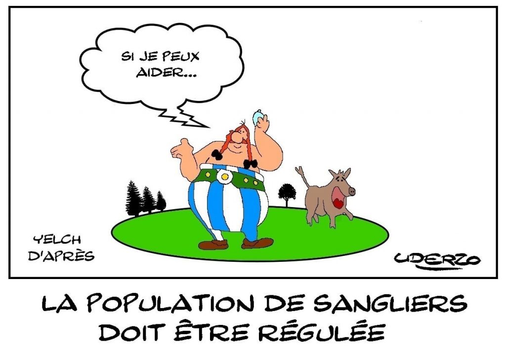dessins humour régulation population sanglier image drôle Obélix