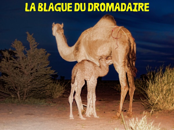 blague dromadaire, blague zoo, blague désert, blague sable, blague bosse, blague évolution, humour drôle