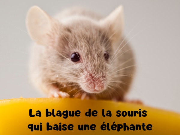 Pour lire la blague, cliquez sur l'image ou sur visiter. Vous serez redirigé sur le site officiel Blagues & Dessins (entièrement gratuit et sécurisé), fournisseur d’humour et de rigolade depuis 2002. blague animaux, blague souris, blague éléphante, blague singes, blague jouissance, blague noix de coco, humour drôle