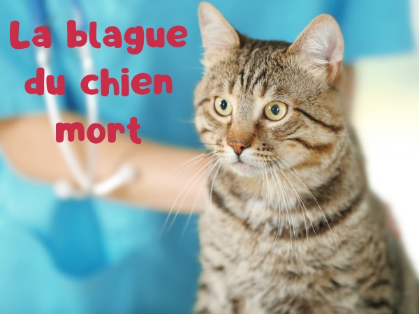 blague vétérinaire, blague morts, blague chiens, blague chats, blague scanner, blague truffe, humour drôle