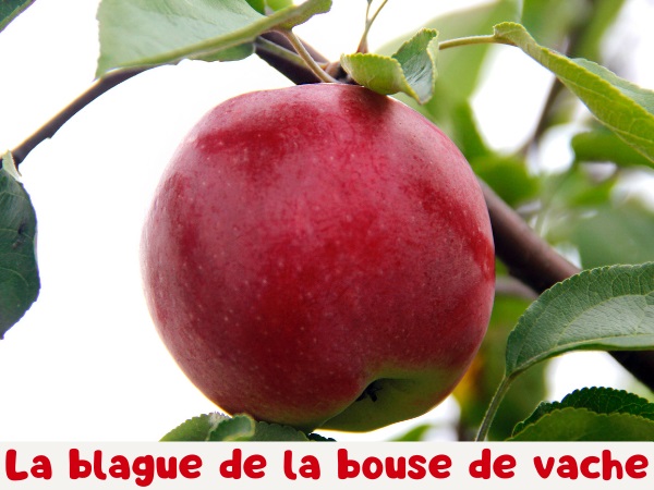 blague bouse de vache, blague pomme, blague caca, blague étron, blague digestion, blague merde, humour drôle