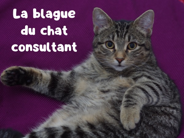 blague consultants, blague chats, blague sexe, blague castration, blague métier, blague neutralisation, humour drôle