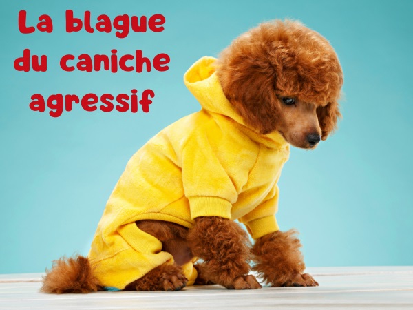 blague caniche, blague agressivité, blague castration, blague viol, blague facteur, blague chien méchant, humour drôle