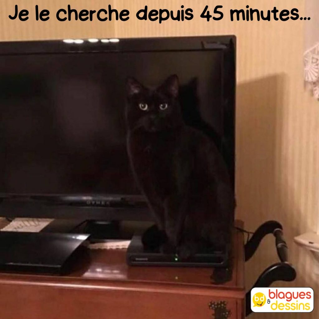 dessin humour chat noir image drôle camouflage