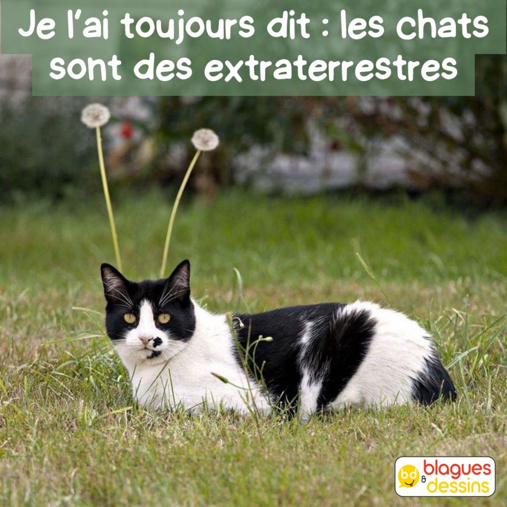 dessin humour chat image drôle extraterrestre