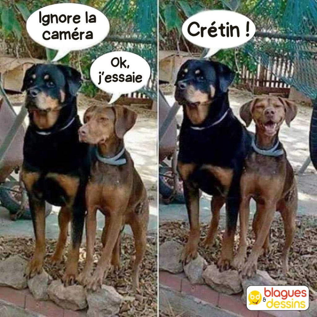 dessin humour chien image drôle photo