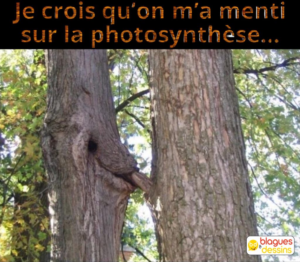 dessin humour arbres photosynthèse image drôle fellation