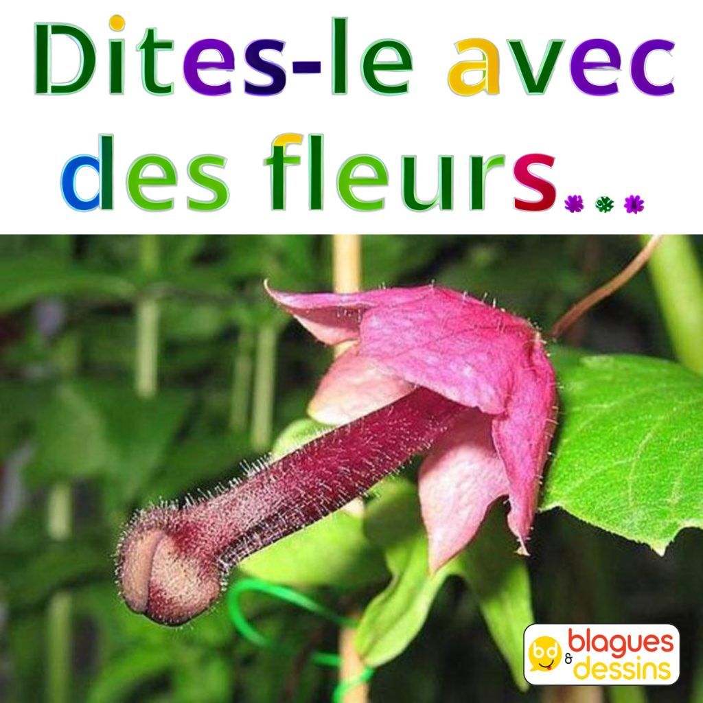 dessin humour fleurs image drôle sexe